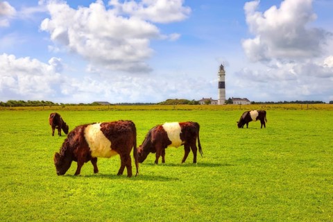Belted Galloways, Lighthouse, Kampen, Sylt, North Frisia, Schleswig-Holstein, Cow, Cows, Germany,