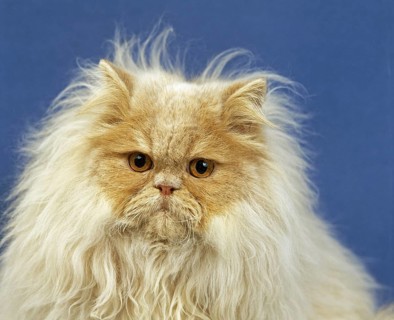 Cream Persian domestic cat, adult portrait against blue background
