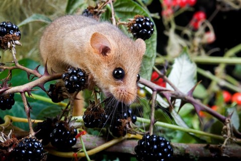 Common Dormouse (muscardinus avellanarius), Adult standing on Branch with Blackberries, Normandy
