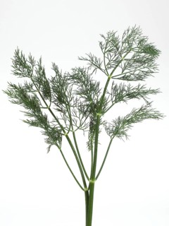 Dill (anethum graveolens) against White Background