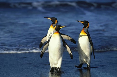 King Penguin (aptenodytes) patagonica, Group standing on Beach, Salisbury Plain in South Georgia