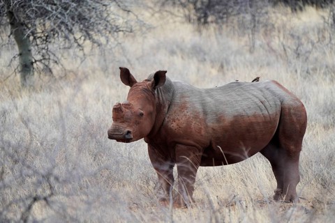 White rhino after SChlambad with Oxpecker on back, Limpopo, South Africa, Africa