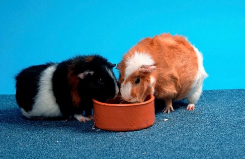 Rex guinea pig and Abyssinian guinea pig, shell