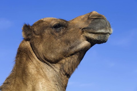 Dromedary, One-humped camel, lateral