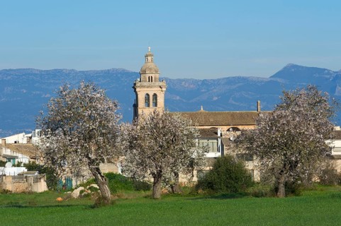 Almond blossom near Algaida, Majorca, Balearic Islands, Spain, almond tree, almond trees, Europe