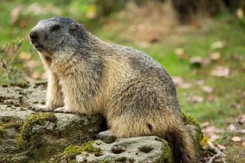 Alpin marmot (Marmota marmota), Hautes-Pyrénées, Midi-Pyrénées, France, Europe