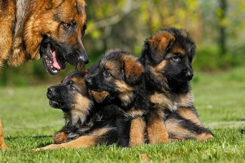 German shepherd dog, mother with puppy in the meadow
