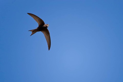 Common Swift (Apus apus) with filled throat sac, optional, Germany, Europe