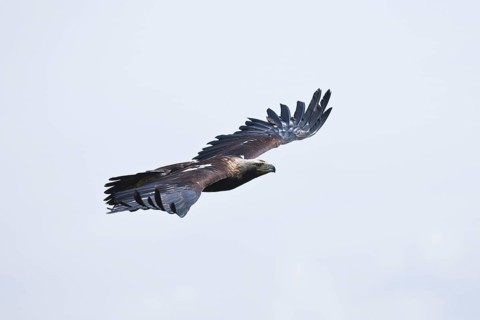 Imperial Eagle, Marchauen, Lower Austria, Austria (Aquila heliaca)