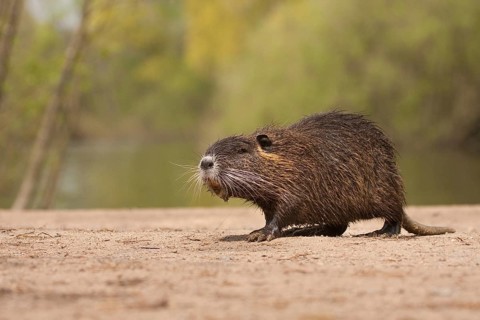 Nutria (Myocastor coypus) Hesse, Germany, Europe