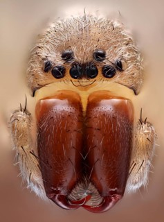 Frontal view of a house spider (Tegenaria) with its distinctive jaw claws