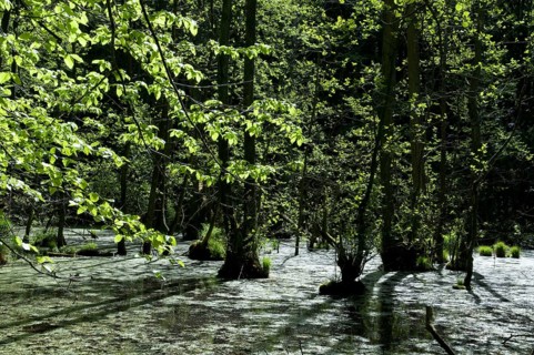 Wetland, floodplain forest, Rügen Island, Jasmund National Park, Mecklenburg-Western Pomerania,