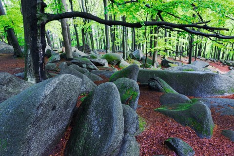 Felsenmeer, Lautertal, Hesse, stones, boulders, red beech, beech forest, Germany, Europe