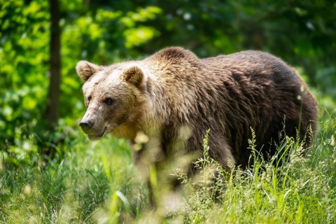 Bear in the Alternative Wolf and Bear Park Black Forest in Bad Rippoldsau-Schapbach