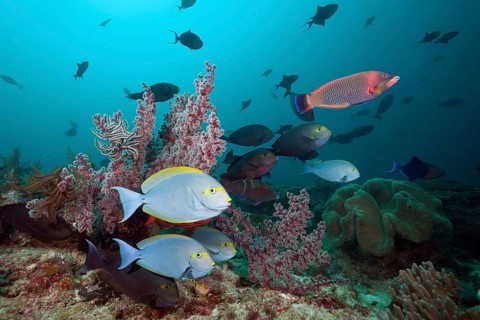 Grey surgeonfish on the reef, Acanthurus mata, Raja Ampat, West Papua, Indonesia, Asia