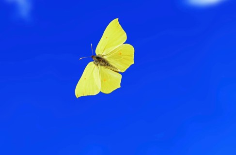 Brimstone (Gonepteryx rhamni) flying