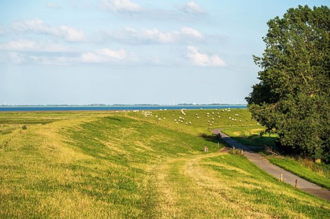 Dyke and sheep next to a rural road, under a clear blue sky, Varel, East Frisia, Lower Saxony