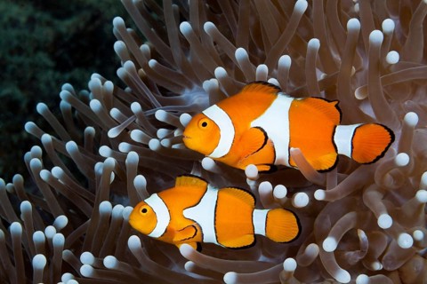 Orange skunk clownfish, Amphiprion ocellaris, New Ireland, Papua New Guinea, Oceania