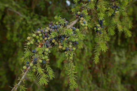 Juniper (Juniperus), Michelbach an der Bilz, Limpurger Land, Limpurger Berge,
