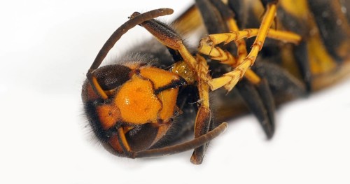 Asian predatory Hornet, vespa velutina, Insect against White Background, Close up of Head, Normandy