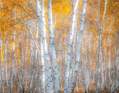 Autumn n Selenge province, Birches, Mongolia, Asia