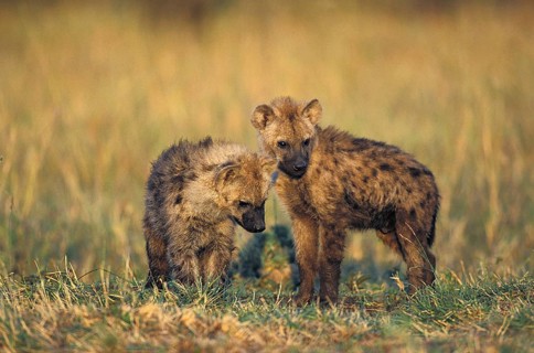 Spotted Hyena (crocuta crocuta), Youngs, Masai Mara Park in Kenya