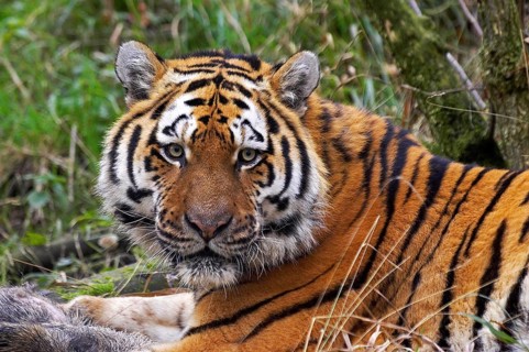 Siberian Tiger (panthera tigris altaica), Adult with a Wild Boar Kill