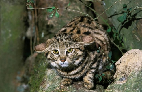 Black Footed Cat (felis nigripes), Adult standing on Branch