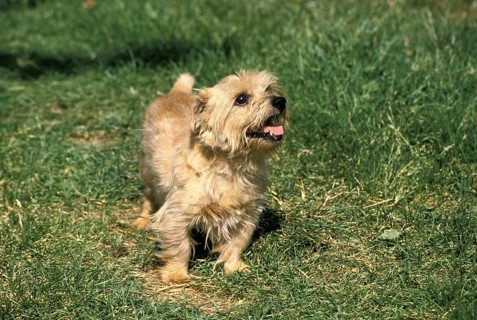 Norfolk Terrier Dog standing on Grass