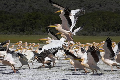 GREAT WHITE PELICAN (pelecanus onocrotalus), COLONY AT NAKURU LAKE, KENYA