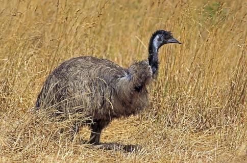 Emu (dromaius novaehollandiae), Adult standing in Dry Grass, Australia, Oceania