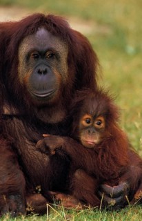 Orang Utan (pongo pygmaeus), Female with Young sitting on Grass