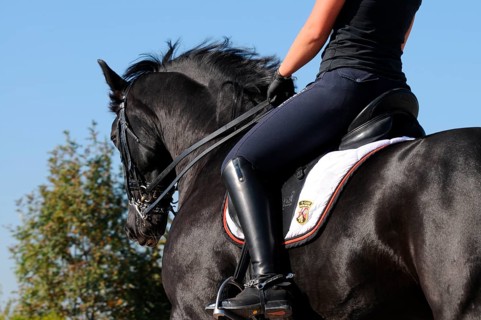 Rider and Westfalian warmblood, black horse, dressage training, Westfalian warmblood, German