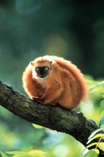 Blue-eyed lemur, Madagascar, sitting, female), female (Eulemur macaco flavifrons) (female animals)