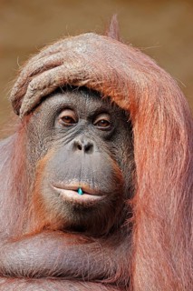 Bornean Orang-utan, female (Pongo pygmaeus pygmaeus), Bornean Orangutan