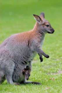 Red-necked Wallaby (Macropus rufogriseus), female with joey, Bennetts Wallaby