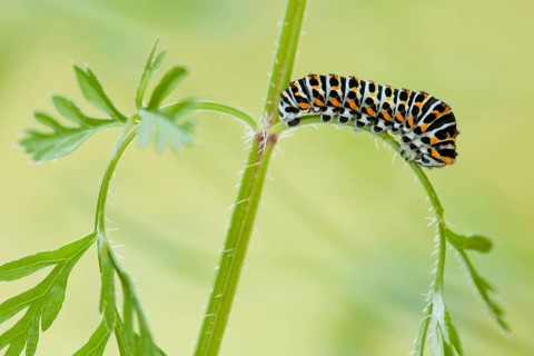 Swallowtail (Papilio machaon) caterpillar, savage carrot (Daucus carota) North Rhine-Westphalia,