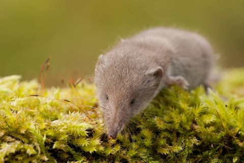 Greater white-toothed shrew (Crocidura russula) Rhineland-Palatinate, Germany, Europe