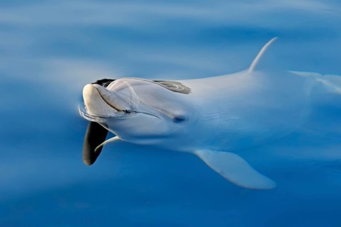Bottlenose Dolphin (Tursiops truncatus)