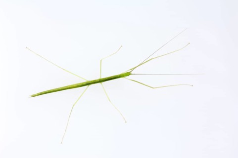 Winged stick insect, pink winged stick insect (Sipyloidea sipylus), Stick insect, Rose-winged stick
