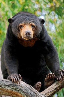 Malayan sun bear (Helarctos malayanus)