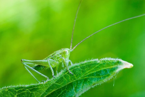 Great green bush cricket (Tettigonia viridissima), larva, Germany, Europe