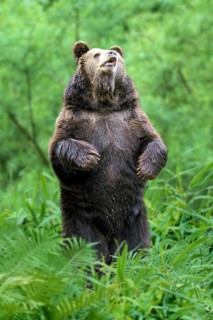 European Brown Bear (Ursus arctos), Europaeischer Braunbaer, Europa, europe, Braunbär, Bären,