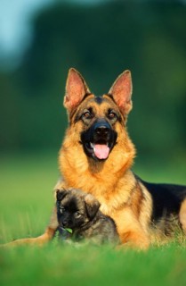 German Shepherd Dog and Mongrel Puppy, German Shepherd Dog