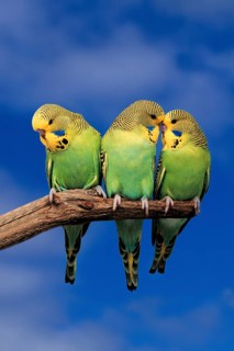 Young Budgerigars (Melopsittacus undulatus), Budgie