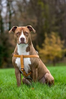 American Staffordshire Terrier, Pit Bull, Harnesses