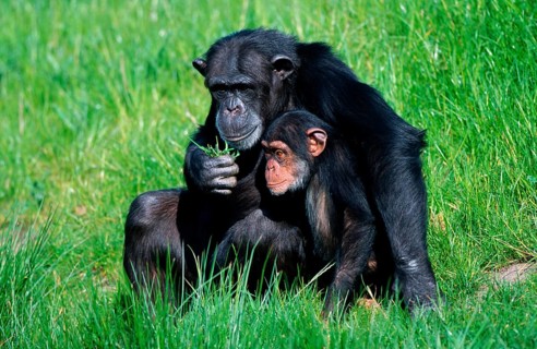 Chimpanzee, female with young, common chimpanzee (Pan troglodytes)