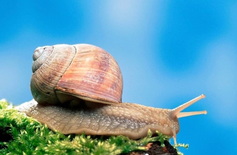 Edible Snail (Helix pomatia), Germany, Europe