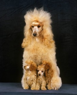 Apricot giant poodle dog, mother and puppies against black background