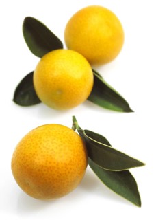 KUMQUAT (fortunella margarita) AGAINST WHITE BACKGROUND